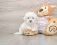 7 week old Maltese Puppy For Sale - Lone Star Pups