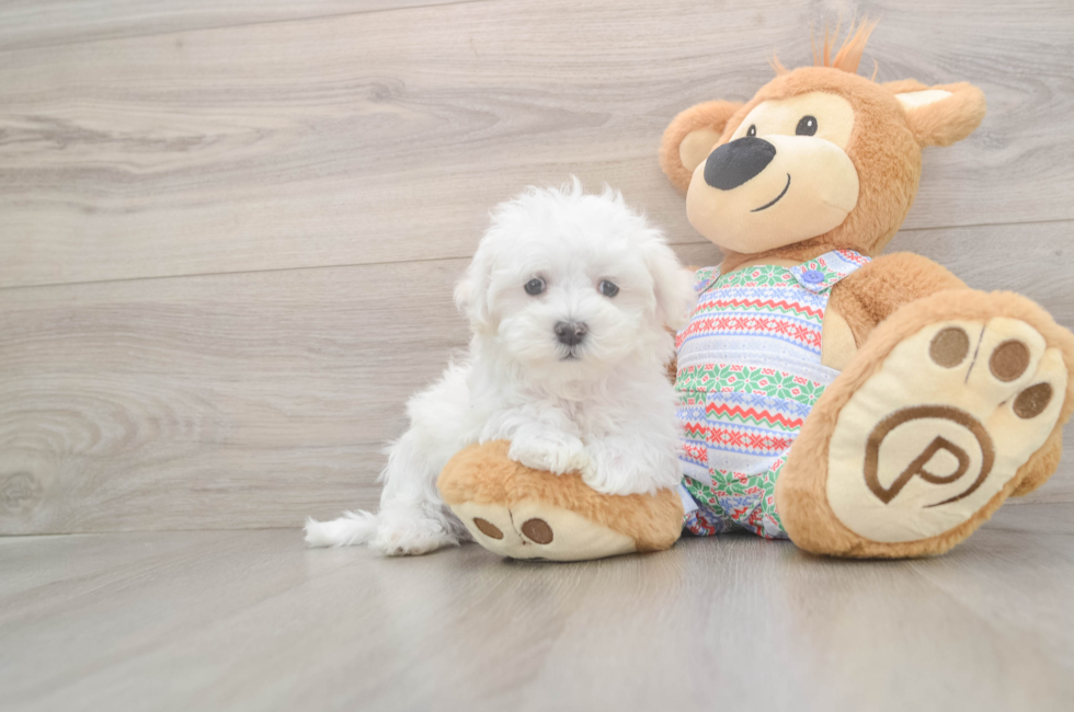 7 week old Maltese Puppy For Sale - Lone Star Pups