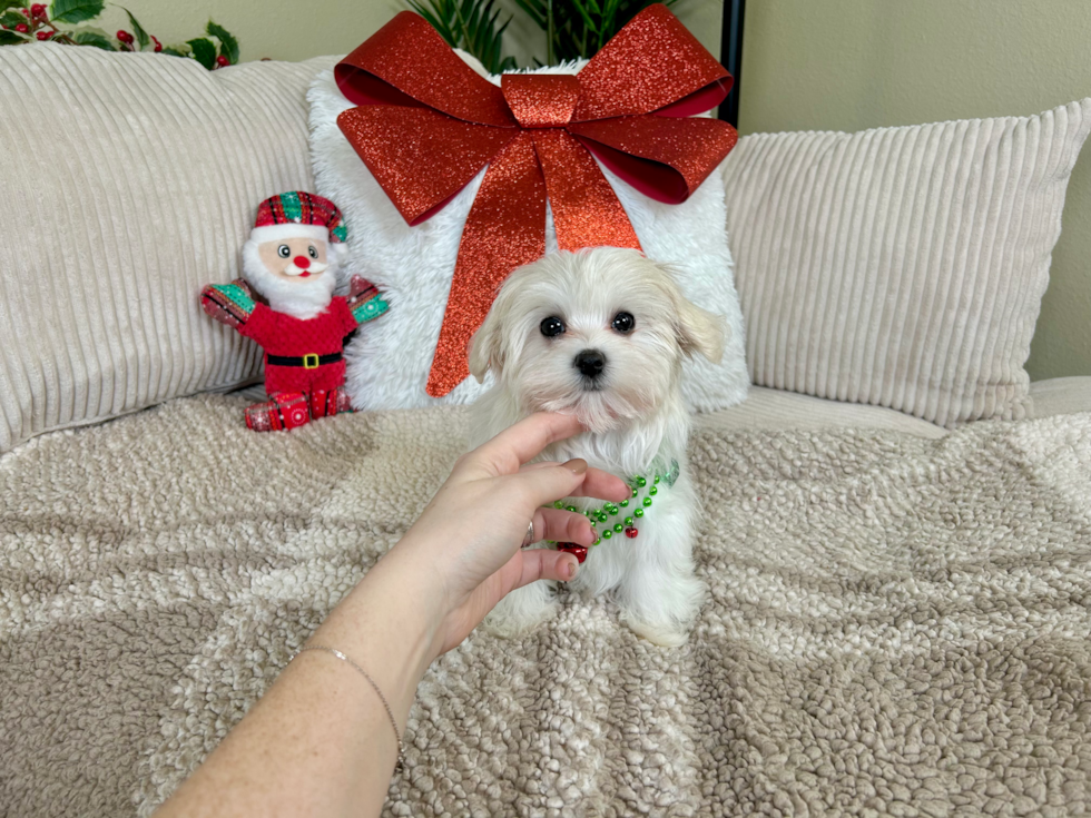 Cute Maltese Purebred Pup