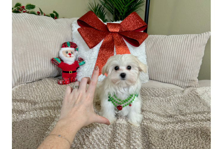 Maltese Pup Being Cute