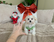 11 week old Maltese Puppy For Sale - Lone Star Pups