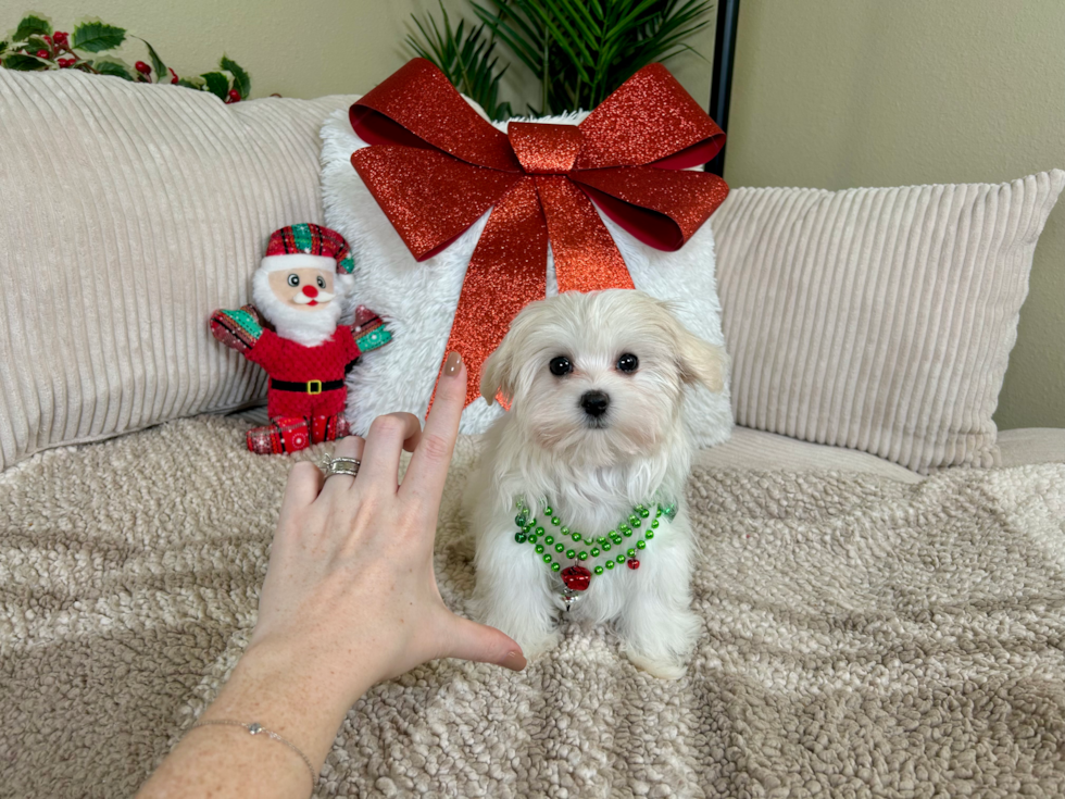 Maltese Pup Being Cute