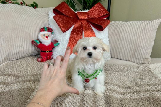 Maltese Pup Being Cute