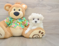 7 week old Maltese Puppy For Sale - Lone Star Pups