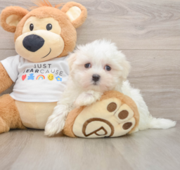 8 week old Maltese Puppy For Sale - Lone Star Pups