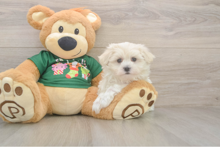 Maltese Pup Being Cute