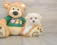 10 week old Maltese Puppy For Sale - Lone Star Pups