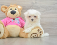 8 week old Maltese Puppy For Sale - Lone Star Pups