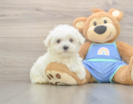 7 week old Maltese Puppy For Sale - Lone Star Pups