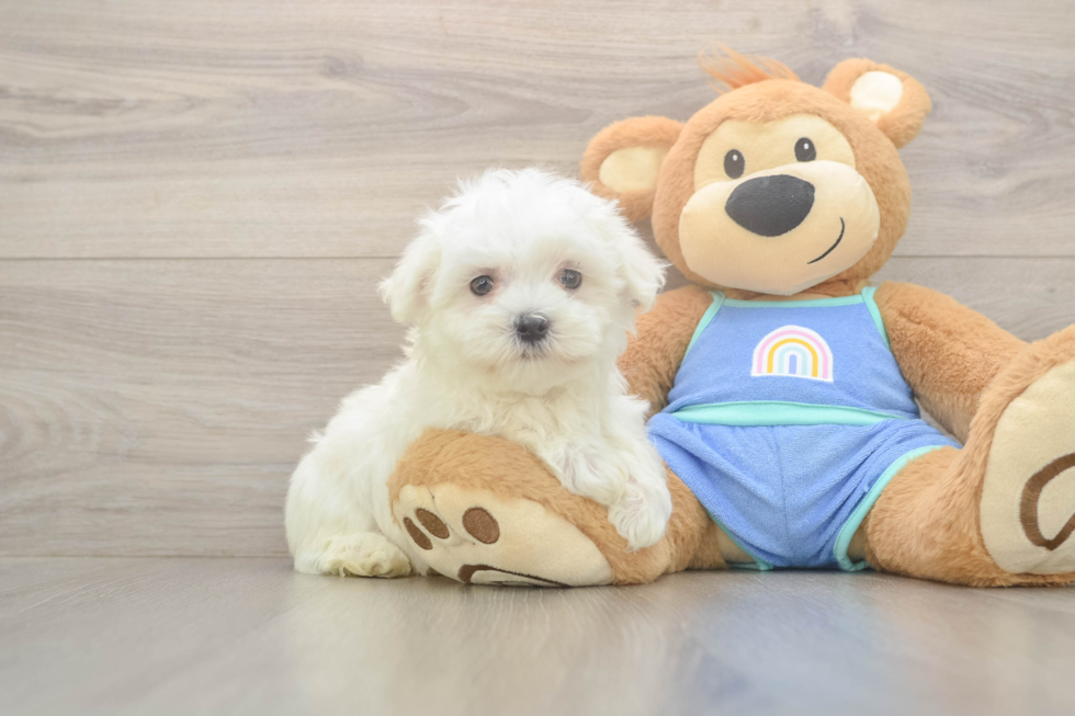 Meet Max - our Maltese Puppy Photo  1/3 - Lone Star Pups Funny Maltese Baby