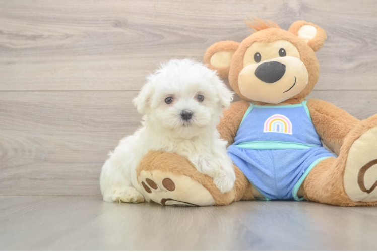 Meet Max - our Maltese Puppy Photo  1/3 - Lone Star Pups Funny Maltese Baby