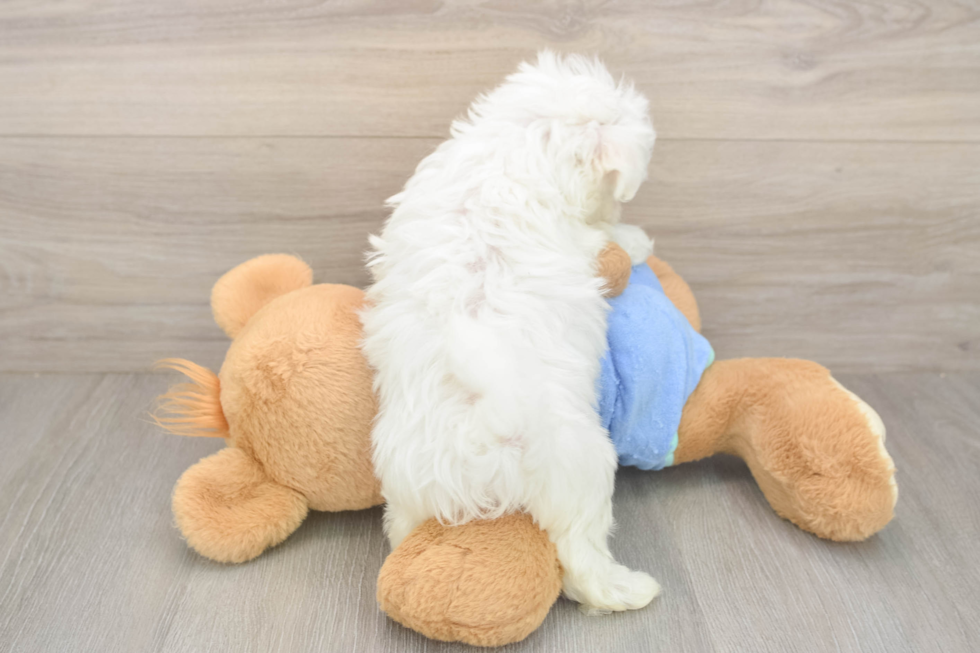 Meet Max - our Maltese Puppy Photo  3/3 - Lone Star Pups Best Maltese Baby