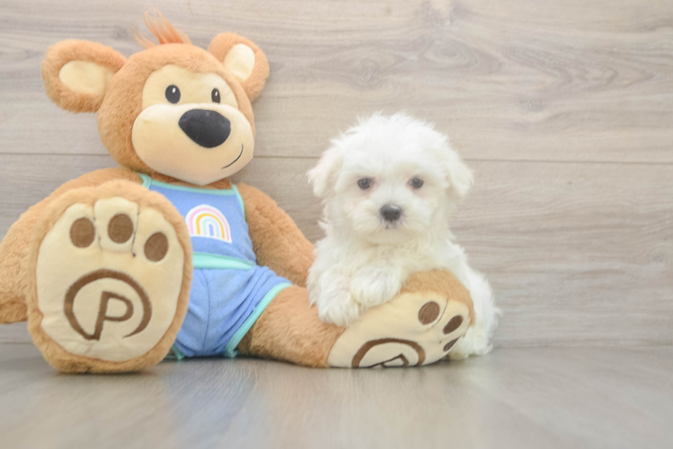 Meet Max - our Maltese Puppy Photo  2/3 - Lone Star Pups Cute Maltese Purebred Puppy