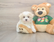 10 week old Maltese Puppy For Sale - Lone Star Pups