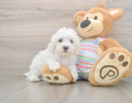 7 week old Maltese Puppy For Sale - Lone Star Pups