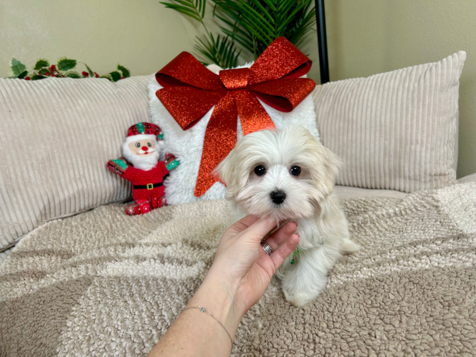 Cute Maltese Baby