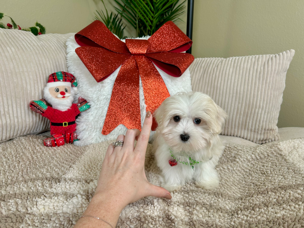 Maltese Puppy for Adoption