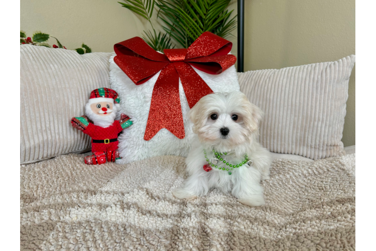 Maltese Pup Being Cute
