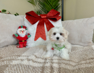 11 week old Maltese Puppy For Sale - Lone Star Pups
