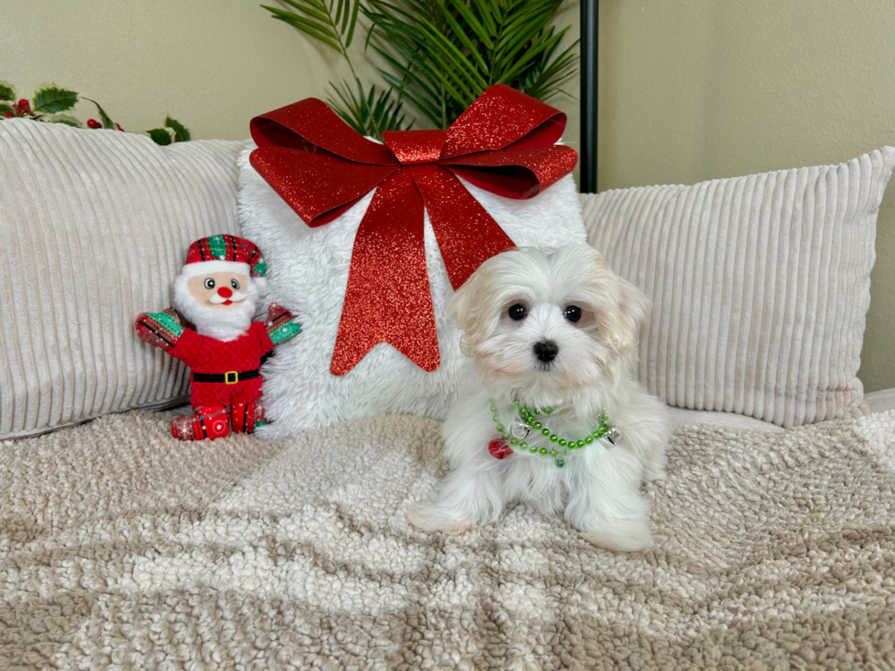 Maltese Pup Being Cute