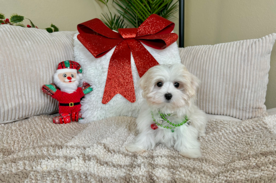 Maltese Pup Being Cute