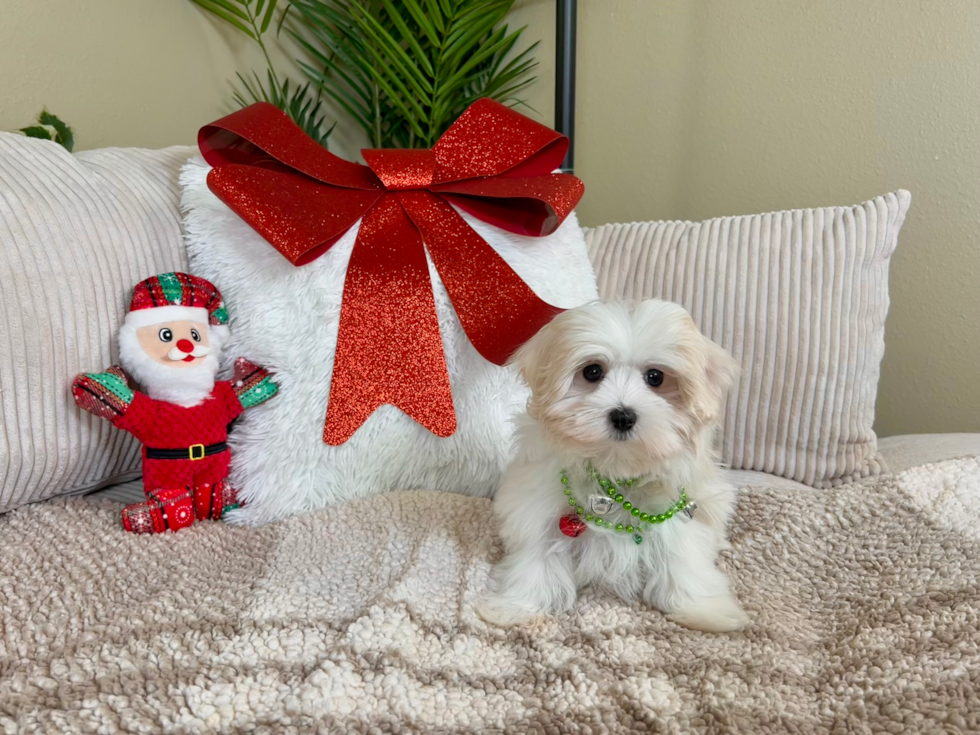 Maltese Pup Being Cute