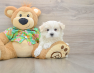 7 week old Maltese Puppy For Sale - Lone Star Pups