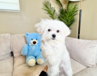 0 week old Maltese Puppy For Sale - Lone Star Pups