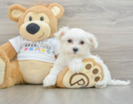 8 week old Maltese Puppy For Sale - Lone Star Pups