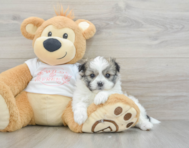 5 week old Maltipom Puppy For Sale - Lone Star Pups