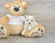 5 week old Maltipom Puppy For Sale - Lone Star Pups