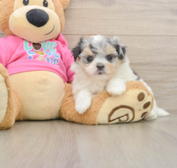 5 week old Maltipom Puppy For Sale - Lone Star Pups