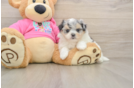 Maltipom Pup Being Cute