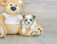 5 week old Maltipom Puppy For Sale - Lone Star Pups