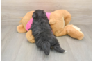 Hypoallergenic Maltese Pom Designer Puppy
