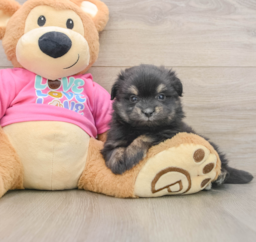5 week old Maltipom Puppy For Sale - Lone Star Pups