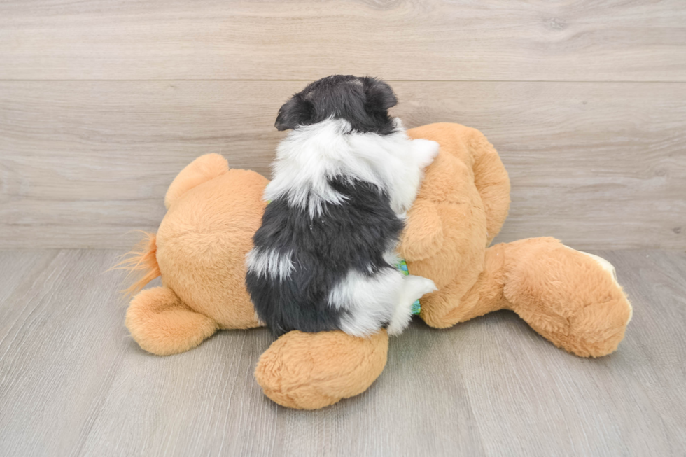 Hypoallergenic Maltese Pom Designer Puppy