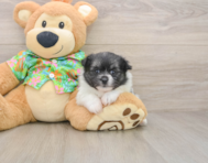 5 week old Maltipom Puppy For Sale - Lone Star Pups