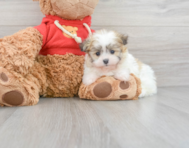 5 week old Maltipom Puppy For Sale - Lone Star Pups