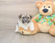 5 week old Maltipom Puppy For Sale - Lone Star Pups