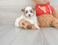 6 week old Maltipom Puppy For Sale - Lone Star Pups