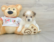 5 week old Maltipom Puppy For Sale - Lone Star Pups