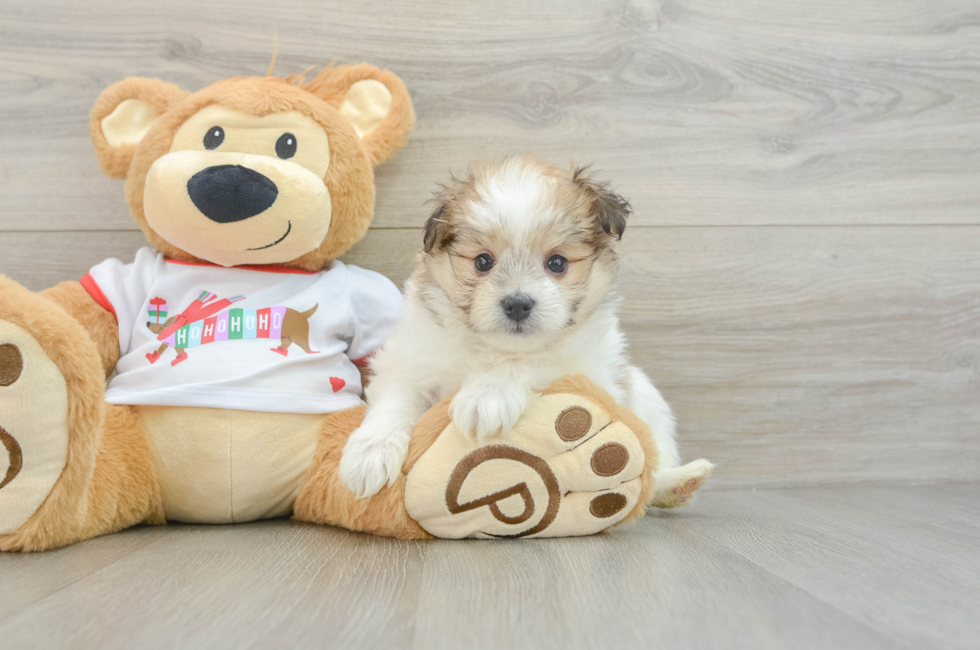 6 week old Maltipom Puppy For Sale - Lone Star Pups