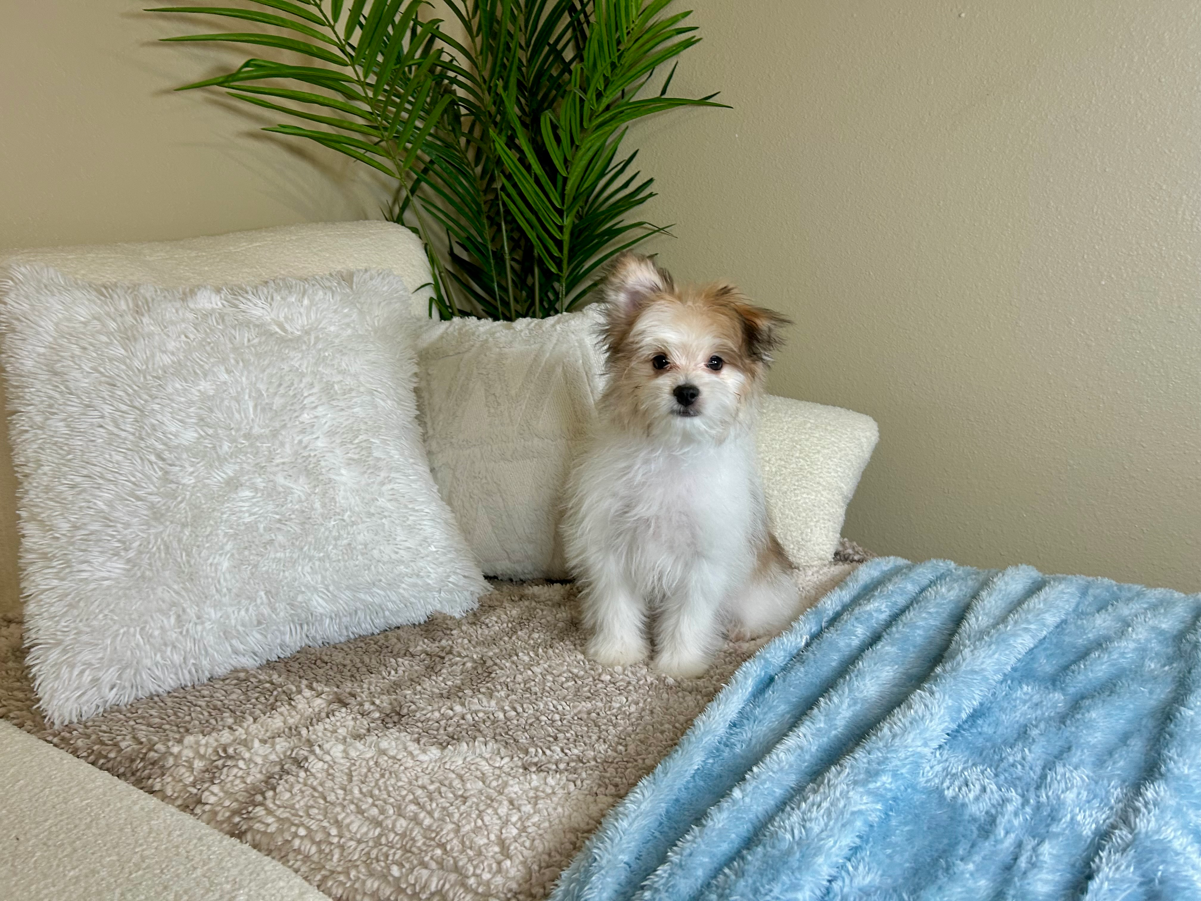 Maltipom Pup Being Cute