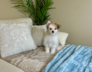 13 week old Maltipom Puppy For Sale - Lone Star Pups