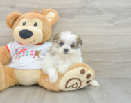 5 week old Maltipom Puppy For Sale - Lone Star Pups