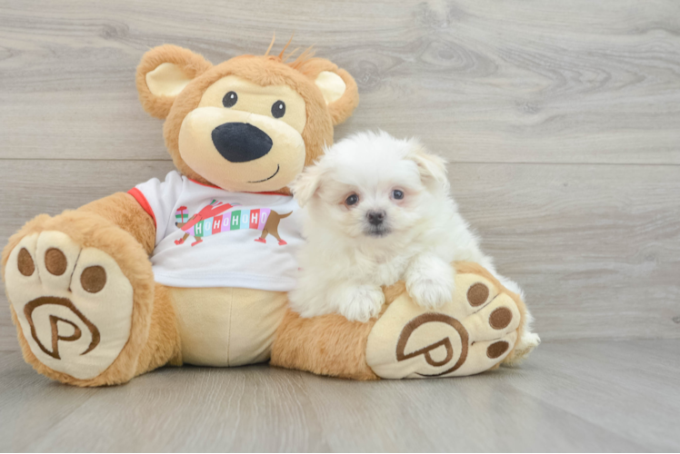 Little Maltese Pom Designer Puppy