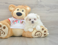 5 week old Maltipom Puppy For Sale - Lone Star Pups