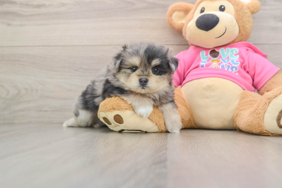 Smart Maltipom Designer Pup