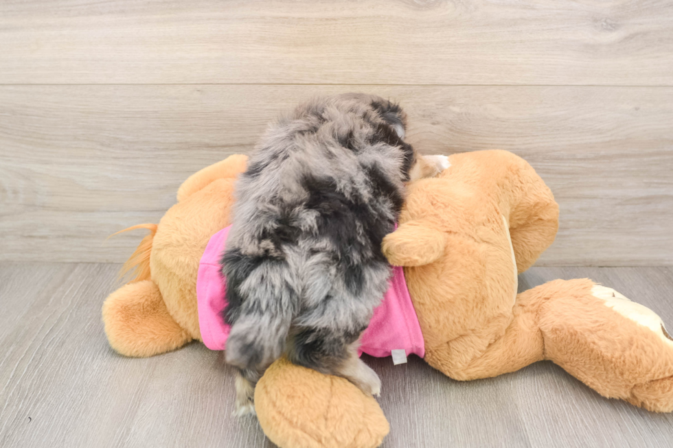 Best Maltipom Baby